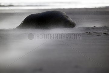 Grey seal on a sand beach