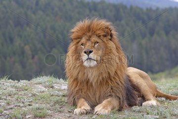 Barbary Lion im Gras liegt
