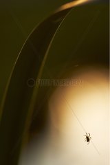 Spinne hängt von einem Blatt  indem er Hérault Frankreich beleuchtete