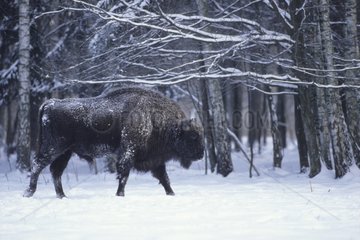 European Bison going in snow Poland