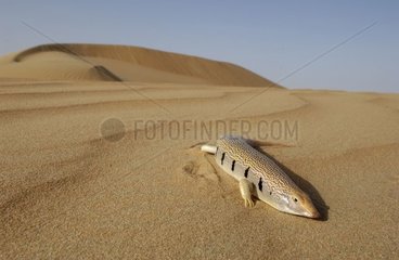 Eastern Skink on a desert dune United Arab Emirates