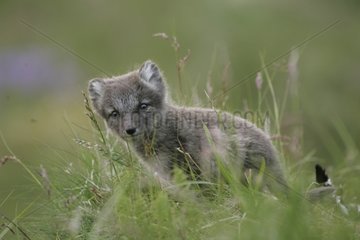 Arctic Fox Cub wachsam aus dem HÃ¶hle