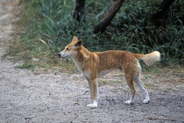 Dingo at the edge of a track Queensland Australia