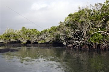 Black Mangrove Galapagos