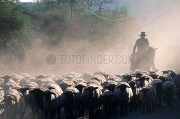 Gaucho et son troupeau de moutons  cavalier