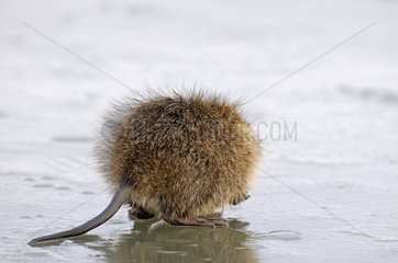 Common Muskrat on ice in winter