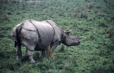 Unicorne Rhinoceros  die PN von Kaziranga India brüllen