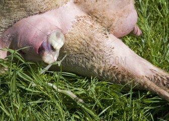 Last bottom of a lamb in a field
