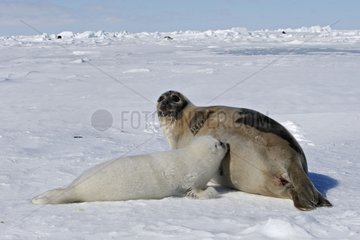 Harfe Seal Female und Whitecoat auf den Ice Madeleine -Inseln