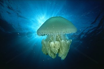 Jellyfish Australia