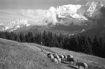Autumn transhumance of pigs in front of the Mont Blanc