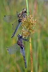 Couples of White-faced dragonfly posed on a stem France