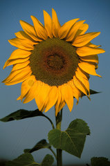 camargue  sunflower