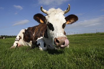 Norman cow was licking the muzzle in a meadow Normandy