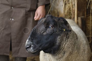 Porträt von Ram Sufolk und ländlichen Tierarzt Frankreich
