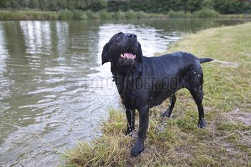 Black Labrador retriever standing near a pond France