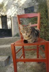 Chat de gouttière sur une chaise Provence