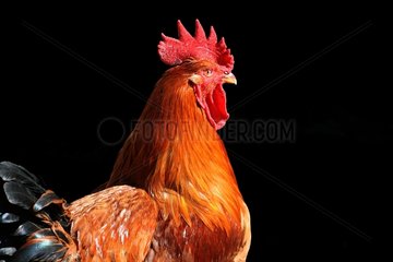 Portrait of a Rooster in yard