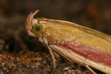Pyralid Moth Midi-Pyrénées France