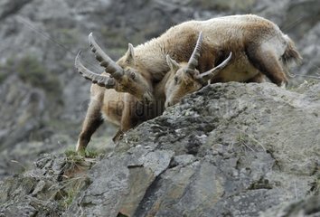 Junger ibex mÃ¤nnlicher Kampf gegen Vanoise Frankreich