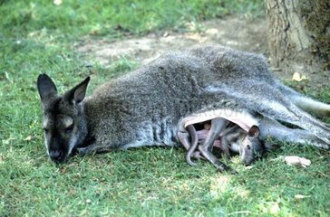 Wallaby von Bennett und 8 -Monate -ALT Sleeping Australia