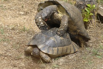 Marginated tortoises mating