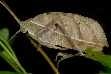 Leaf grasshopper at night French Guiana