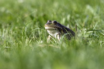 Green frog in a garden France