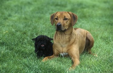 Rhodesian Ridgeback und kleiner schwarzer Hund im Garten liegen