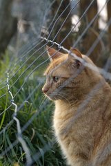 Male red tabby European cat behind a fence France
