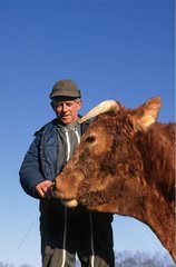 Agriculteur et vache Limousine en Corrèze