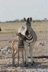 Female Zebra and its young National park of Etosha