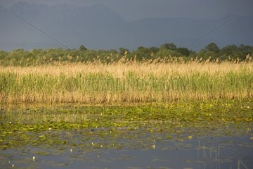 Roselière du Lac Skadar