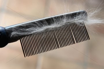 Pinsel fÃ¼r Katze mit Haaren Frankreich