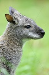 Portrait of a Red-necked wallaby