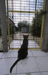 Junge schwarze Katze in einem KÃ¤fig einer Zuflucht NiÃ¨vre Frankreich