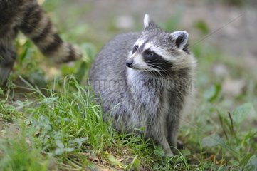 Raccoon sitting in the grass