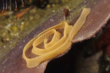 Egg ribbon of Nembrotha Nudibranch Komodo Indonesia