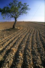 Tree isolated in the middle of a field plowed France