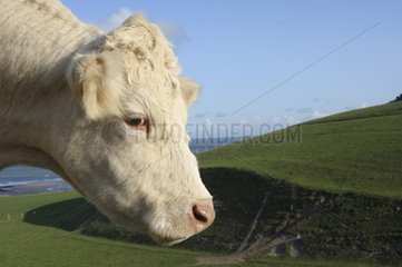 Charolaise Cow Outdoor Nord Pas-de-Calais Frankreich