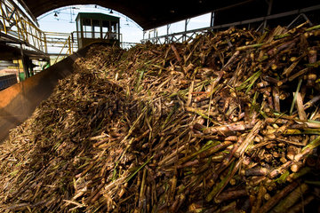 Biofuel  ethanol and sugar plant. Grinder. Brazil.
