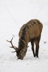 Male Red Deer grazing in the snow Bavarian Forest NP