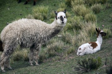 Weibliche Alpaka und seine junge Chivay -Region Caylloma Peru