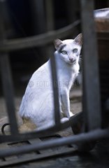 White cat sitting Bangkok Thailand