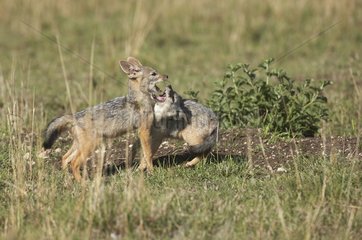 Young Black-backed Jackals playing in the grass Masai Mara