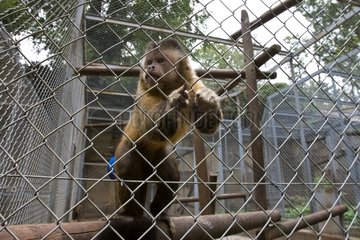 Primaten in seiner Tierkiste Strasburg Frankreich