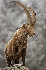 Ibex male under snow falls Savoie France