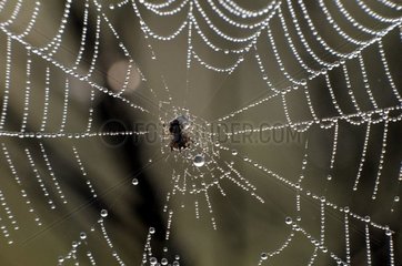 Spider und seine Leinwand bedeckt mit Tau im Sommer Belfort
