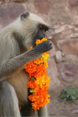 Entelle de l'Inde mangeant un collier de fleur Inde