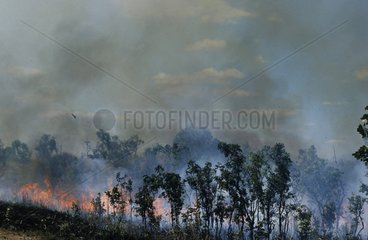 Bush fire Litchfield National Park Australia